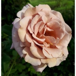 KOKO LOKO (hybrid tea)